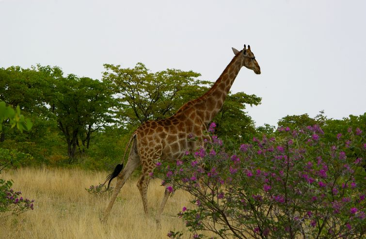 696 Namibia Okt 2006 .JPG